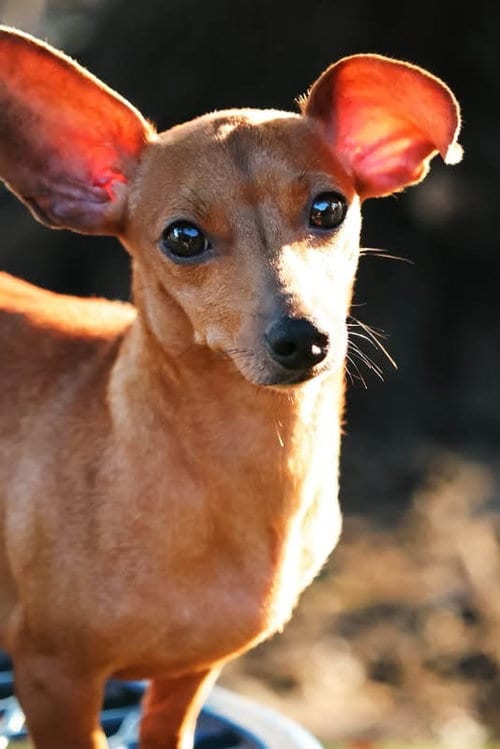 Photo of Beyonce, adoptable Dachshund in Mcclellanville, South Carolina