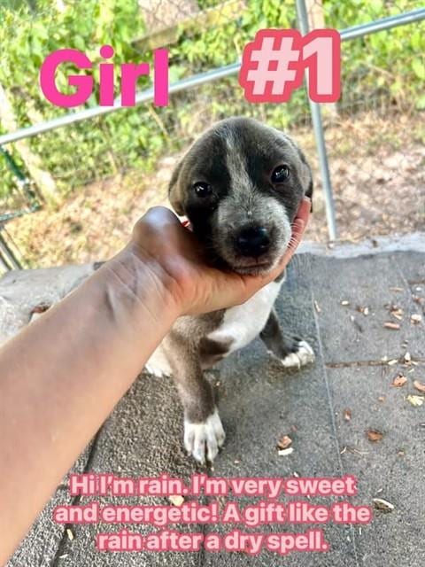 Photo of Rain, adoptable Labrador Retriever in Conroe, Texas
