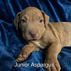 Photo of Junior Asparagus, adoptable Plott Hound American Staffordshire Terrier in St. Clair Shores, Michigan
