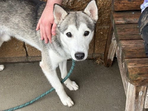 Photo of Darrel, adoptable Siberian Husky in Tulsa, Oklahoma