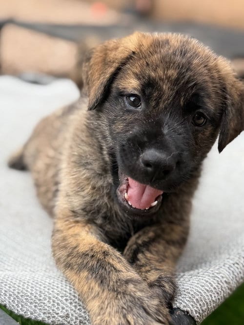 Photo of Voodoo, adoptable Shepherd in Phoenix, Arizona