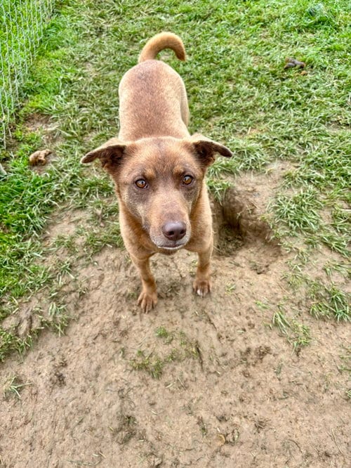 Photo of Bella, adoptable Terrier in Lewisburg, West Virginia