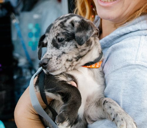 Photo of Alfie- the A Litter, adoptable Cairn Terrier in Oakhurst, New Jersey
