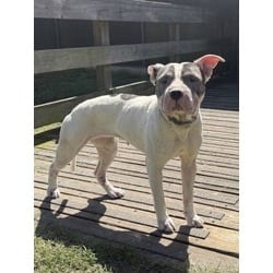 Photo of Dolly, adoptable Terrier (Unknown Type, Medium) Shar Pei in Brooksville, Florida