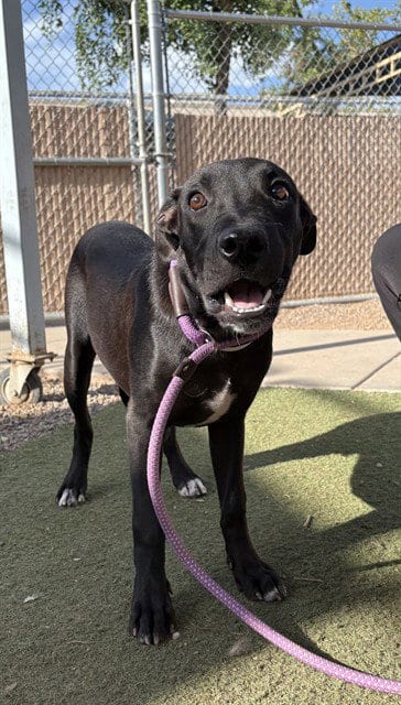 Photo of Chase, adoptable American Pit Bull Terrier in Phoenix, Arizona