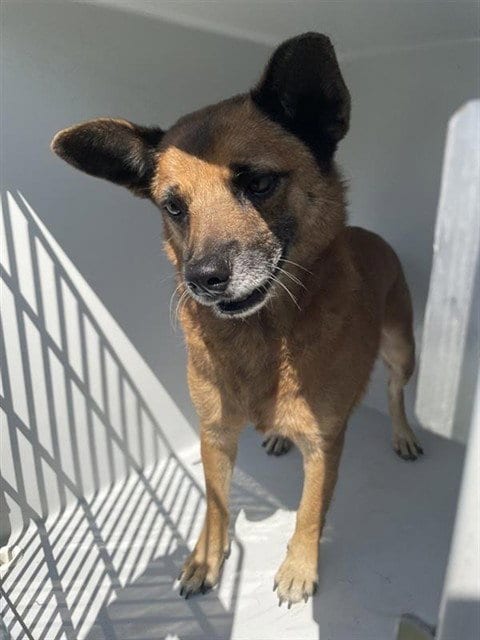 Photo of A662386, adoptable German Shepherd Dog in Houston, Texas