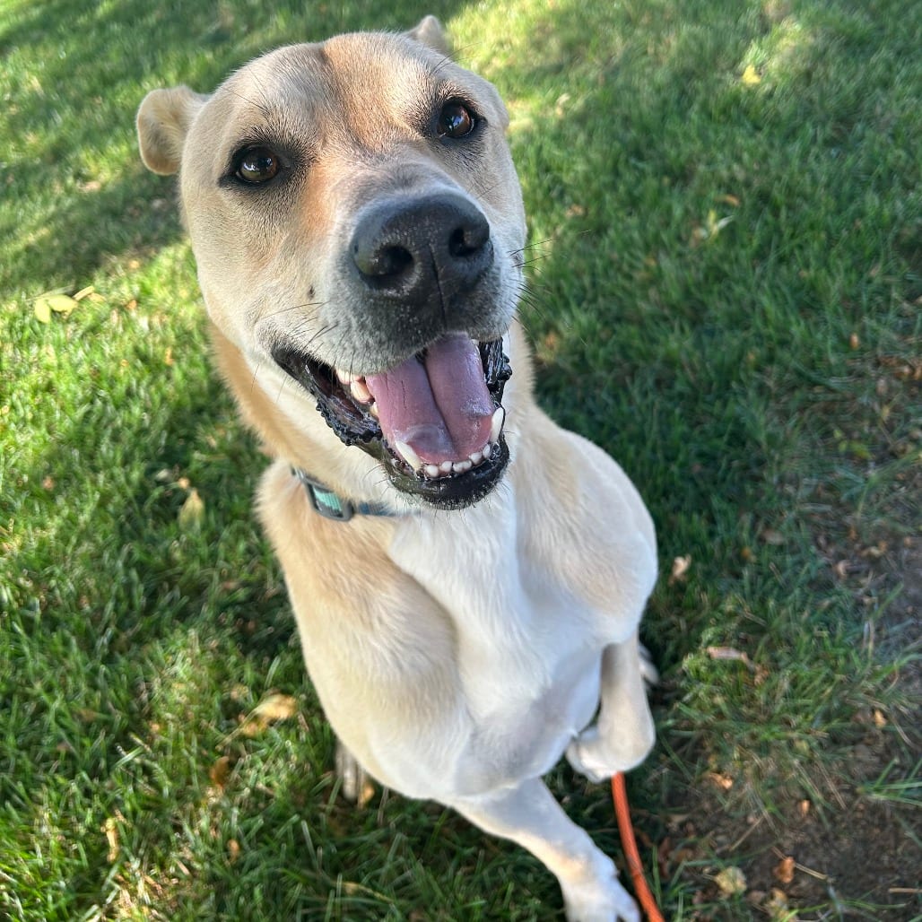 Photo of Tanner, adoptable Mixed Breed (Large) in St. Cloud, Minnesota