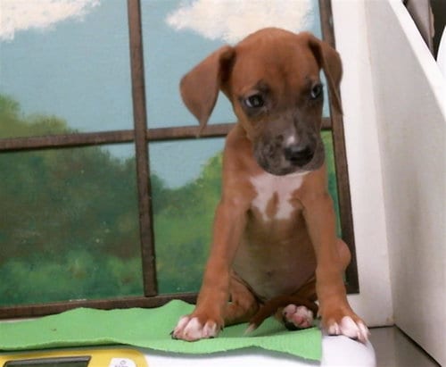 Photo of A2098364, adoptable Staffordshire Bull Terrier in Houston, Texas
