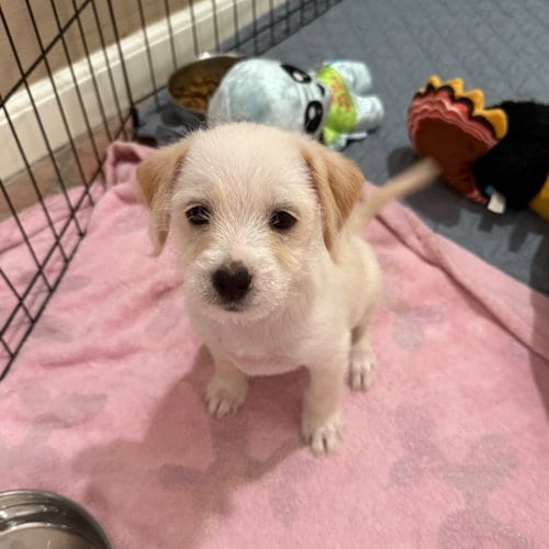 Photo of Snow, adoptable Terrier in Dallas, Texas