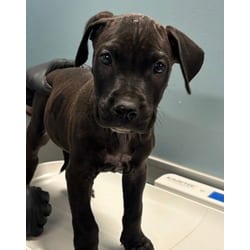 Photo of Fedex, adoptable Golden Retriever in San Antonio, Texas