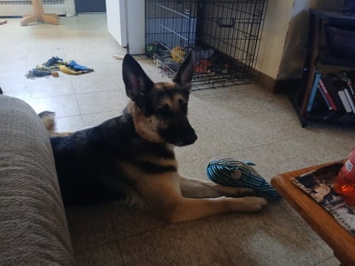 Photo of Jasper, adoptable German Shepherd Dog in Kewanee, Illinois
