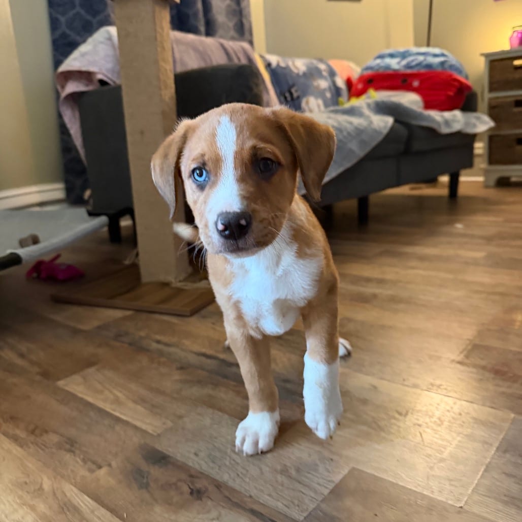 Photo of Mulberry, adoptable Hound / Mix in Waynesboro, Pennsylvania