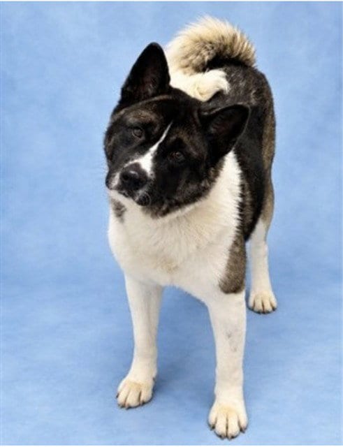 Photo of Kita, adoptable Akita in Westminster, Maryland