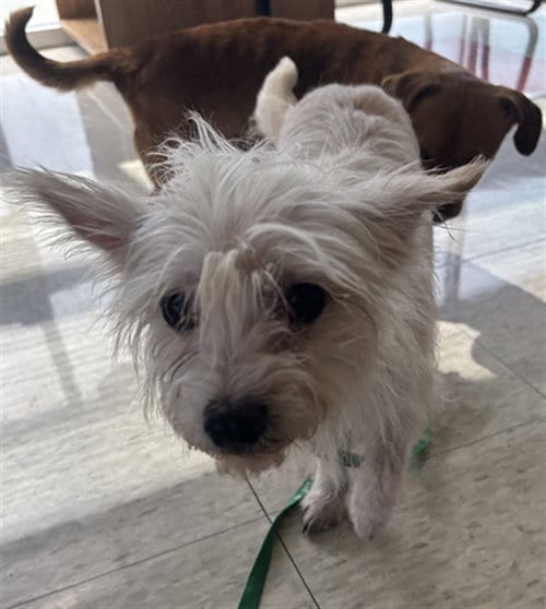 Photo of A220671, adoptable Maltese in Plano, Texas