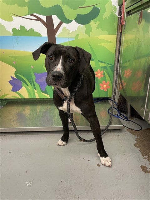 Photo of Guinevere, adoptable Pit Bull Terrier in Waco, Texas