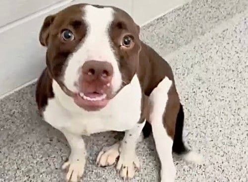 Photo of Rhino, adoptable Pit Bull Terrier in Houston, Texas