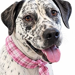 Photo of Catahoula dalmatian, adoptable Catahoula Leopard Dog in Mt. Laurel, New Jersey