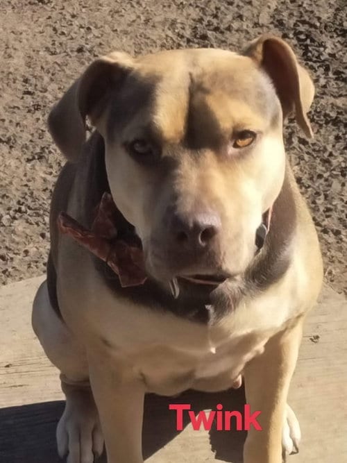 Photo of Twink, adoptable Pit Bull Terrier in Brewster, New York