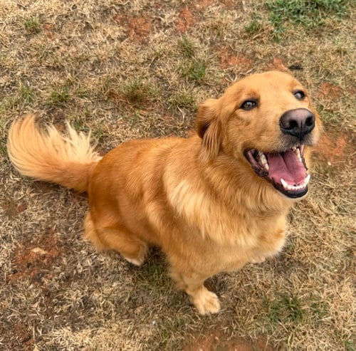 Photo of Izzy, adoptable Golden Retriever in Mount Airy, North Carolina