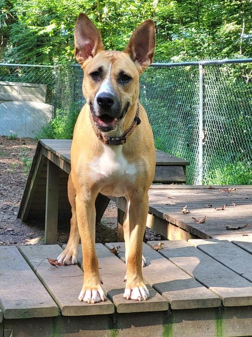 Photo of Kite, adoptable Terrier in Ellijay, Georgia