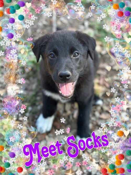 Photo of Socks, adoptable Labrador Retriever in Pipe Creek, Texas