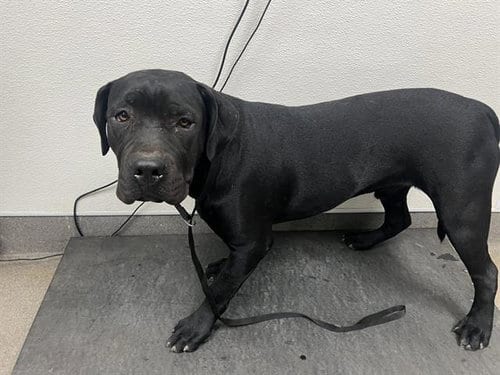Photo of Dizzy, adoptable Pit Bull Terrier in HESPERIA, California