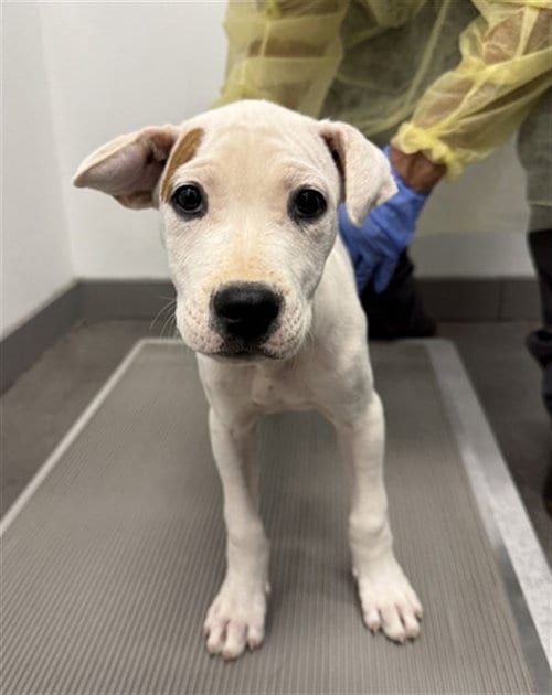 Photo of Shrek, adoptable American Pit Bull Terrier in Mesa, Arizona