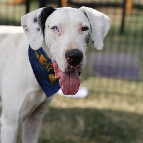 Photo of Odin, adoptable Great Dane in San Antonio, Texas