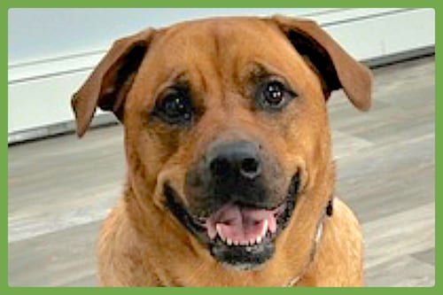 Photo of Misty, adoptable Rottweiler in Amherst, Massachusetts