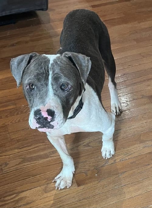 Photo of Gravity, adoptable Pit Bull Terrier in Andover, Minnesota