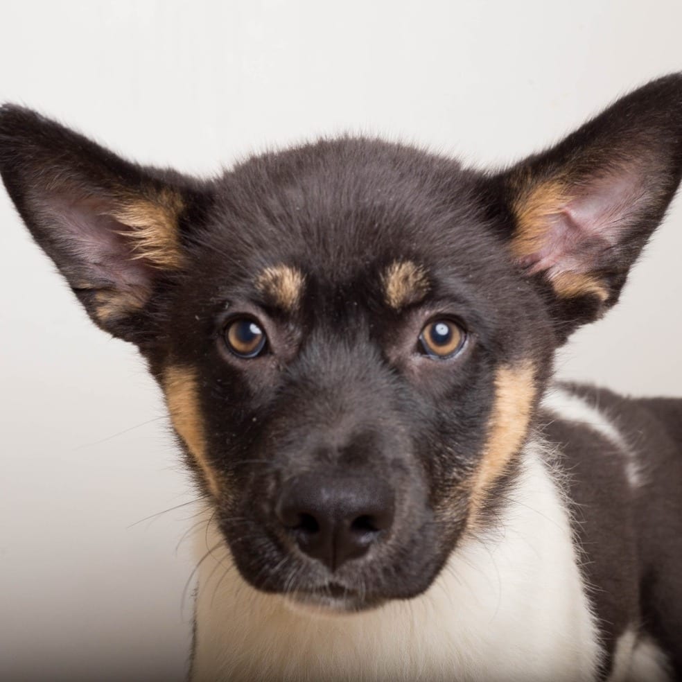 Photo of Salem D71411, adoptable Husky / Mixed Breed (Medium) in Minnesota, Minnesota