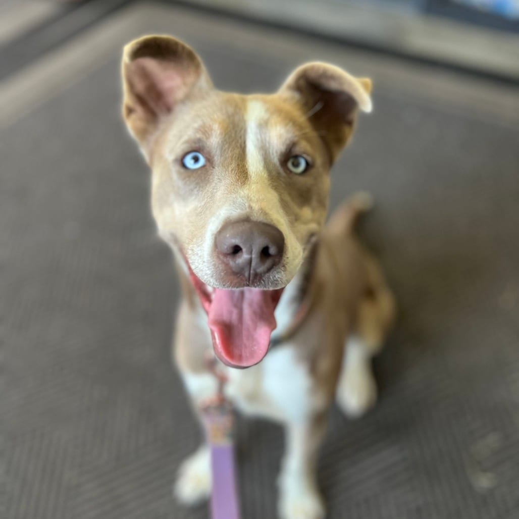 Photo of Betty Davis, adoptable Husky / Shepherd in Fairfax Station, Virginia