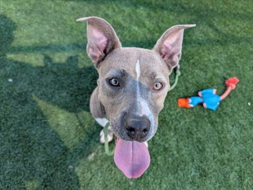 Photo of Anchovy, adoptable American Pit Bull Terrier in Los Angeles, California