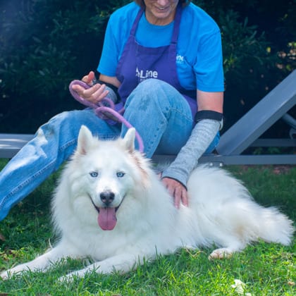 Photo of Mainco, adoptable dog in Chamblee, Georgia