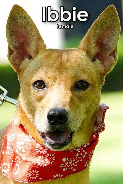 Photo of Ibbie from Taiwan, adoptable Mountain Dog in Federal Way, Washington