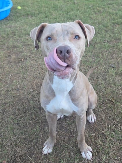 Photo of Five, adoptable dog in Atlanta, Georgia
