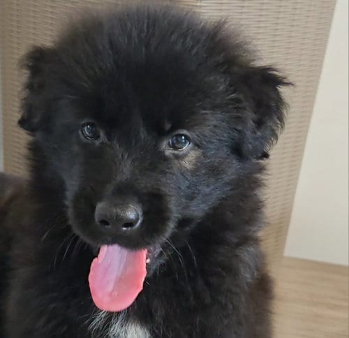 Photo of Smoky, adoptable Shepherd in Normal, Illinois