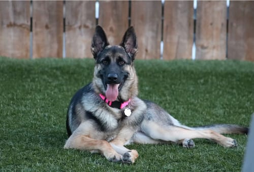 Photo of Ivy, adoptable German Shepherd Dog in San Diego, California