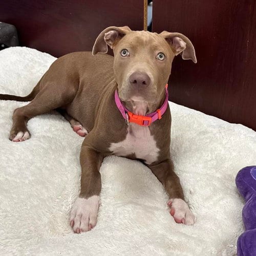 Photo of Sadie, adoptable American Pit Bull Terrier in Newfield, New Jersey