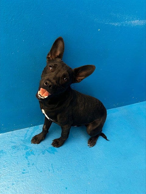 Photo of A171163, adoptable Pit Bull Terrier in Bakersfield, California