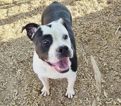 Photo of Laula, adoptable American Pit Bull Terrier in Albuquerque, New Mexico