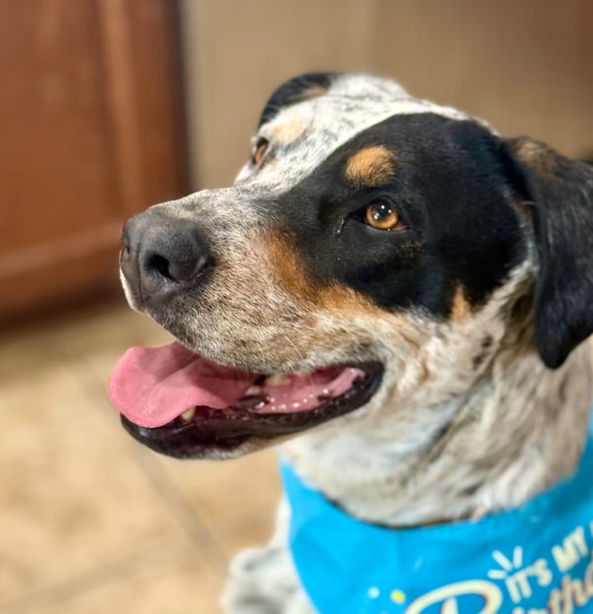 Photo of Freedom, adoptable Australian Cattle Dog/Shepherd (Unknown Type) in Yucaipa, California