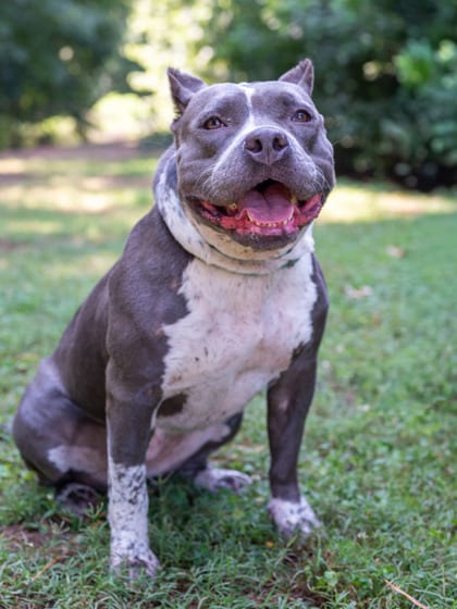 Photo of Aaliyah, adoptable dog in Chamblee, Georgia