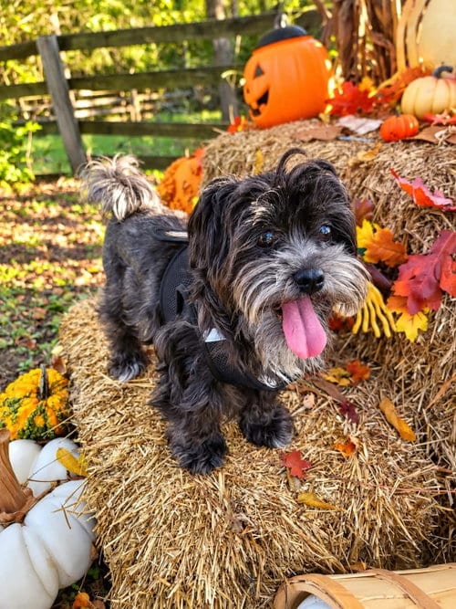 Photo of Bonita Luna: In foster care (Mistie), adoptable Shih Tzu in Rustburg, Virginia