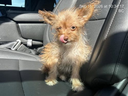 Photo of A389892, adoptable Yorkshire Terrier Yorkie in Ocala, Florida