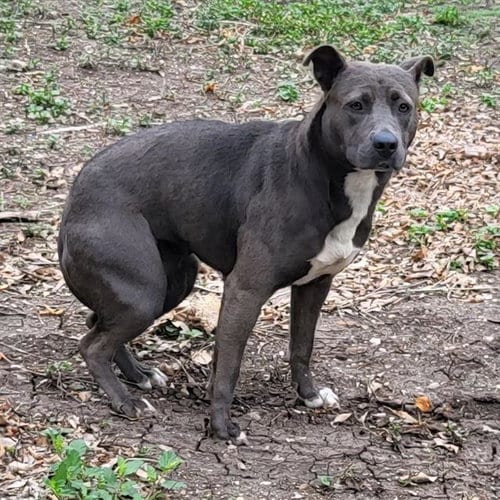 Photo of Gorda, adoptable American Staffordshire Terrier in San Antonio, Texas