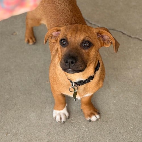 Photo of Caramelo, adoptable Terrier in Mundelein, Illinois