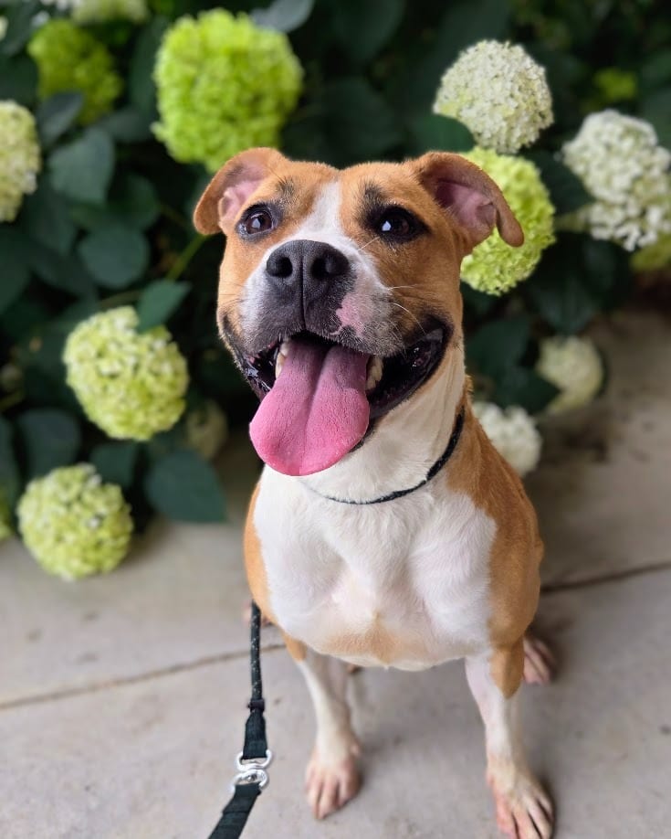 Photo of SueBob, adoptable Pit Bull Terrier in Douglasville, Georgia