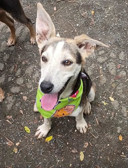 Photo of Gabriel, adoptable Corgi in Albion, New York
