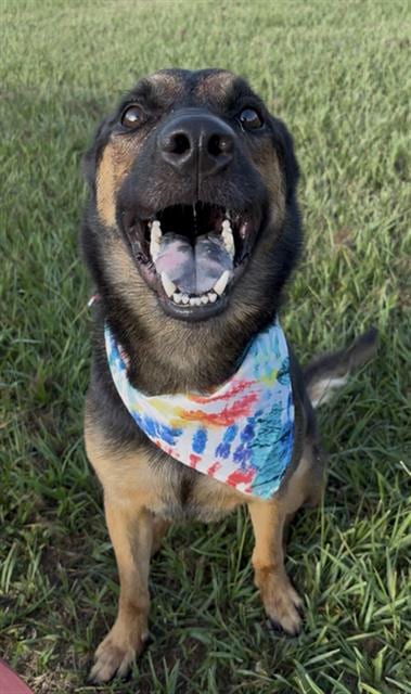 Photo of Dave, adoptable German Shepherd Dog in Rosenberg, Texas